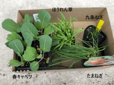 【野菜作り】11月から始める家庭菜園、初心者が植えた野菜4種。