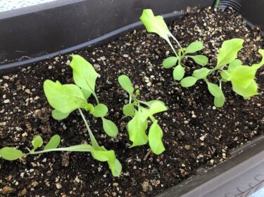 【野菜作り】プランター栽培のサニーレタスとすくすく育ったブロッコリースプラウト