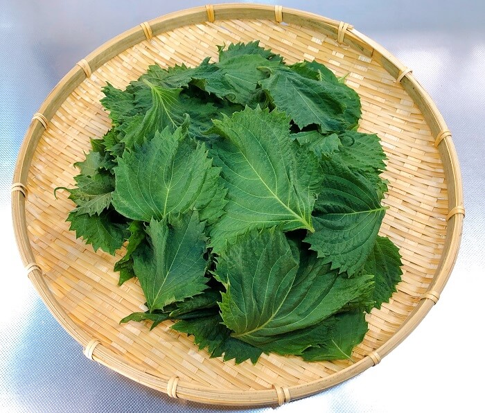大葉